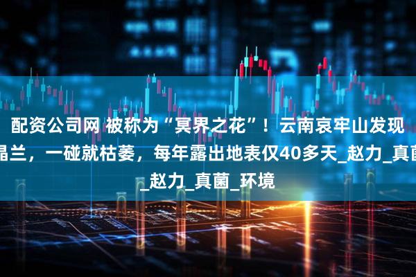 配资公司网 被称为“冥界之花”！云南哀牢山发现7株水晶兰，一碰就枯萎，每年露出地表仅40多天_赵力_真菌_环境